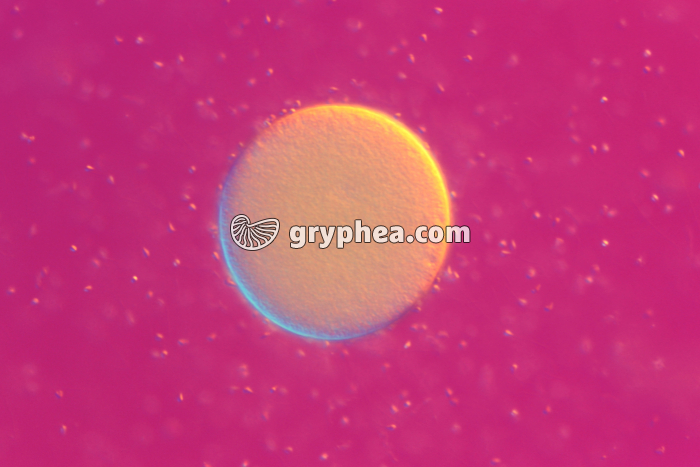 Oursin - Fécondation chez l'Oursin x100 - gryphea.com